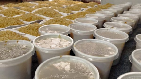 481131072_122201726714041791_8994351766865390168_n